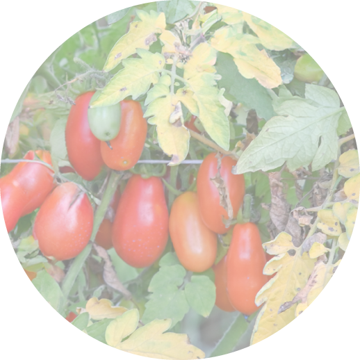 Bg Image